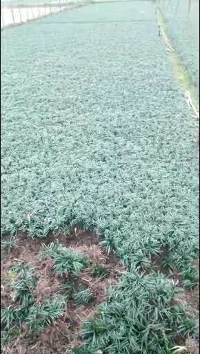 長沙沙土玉龍草基地直銷，長沙沙土玉龍草報(bào)價(jià)/價(jià)格，長沙沙土玉龍草供應(yīng)商/批發(fā)價(jià)