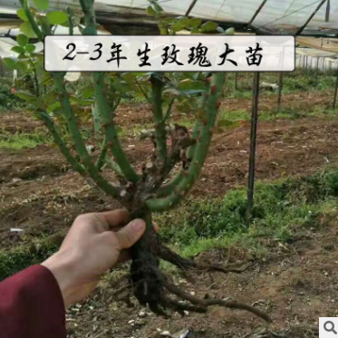 玫瑰花大苗供應(yīng)商 云南玫瑰花大苗生產(chǎn)廠家 云南玫瑰花大苗哪家好 云南玫瑰花大苗報價 云南玫瑰花大苗批發(fā)