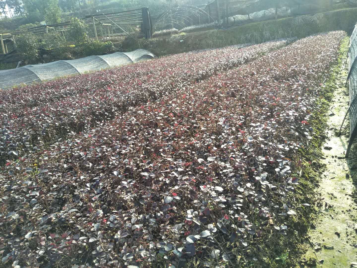 紅繼木苗，湖南郴州紅繼木苗種植基地，湖南郴州紅繼木苗供應(yīng)商，湖南郴州紅繼木苗批發(fā)價(jià)