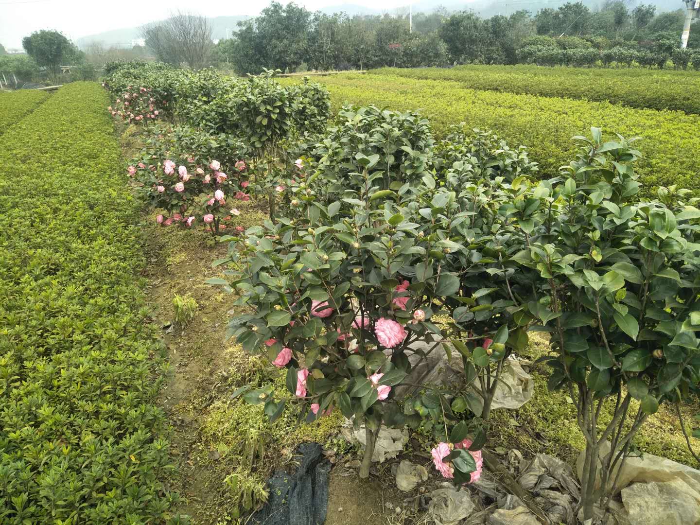 茶花，湖南郴州山茶花苗批發(fā)價(jià)，郴州山茶花苗種植基地，郴州山茶花苗供應(yīng)商