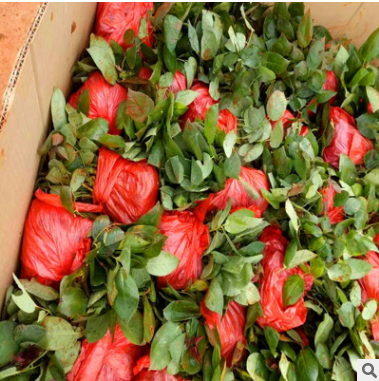 紅玫瑰花苗報價 云南紅玫瑰花苗生產廠家 云南紅玫瑰花苗批發(fā)  云南紅玫瑰花苗供應商