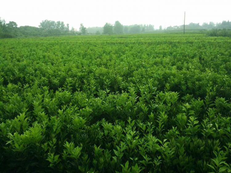 紐荷爾臍橙苗__批發(fā)價 廣西臍橙苗 桂林臍橙苗