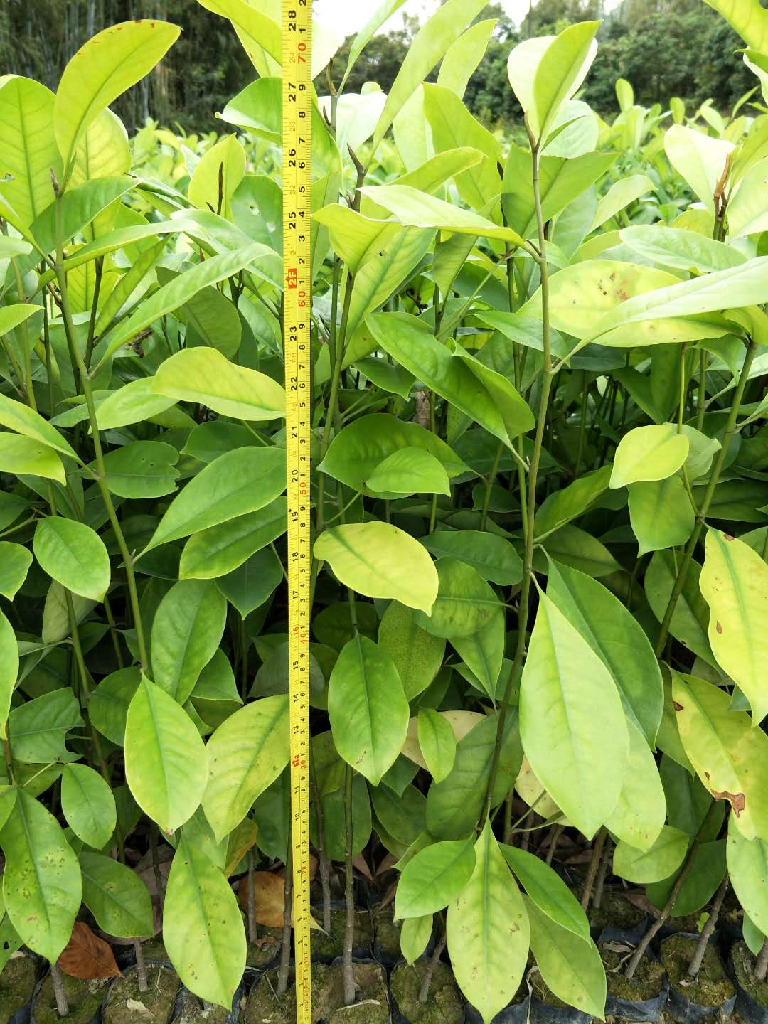 火力楠種子 火力楠生產(chǎn)基地  火力楠15cm價格