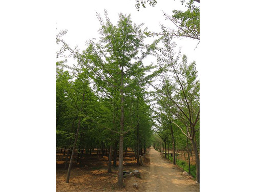 實生銀杏樹的購買