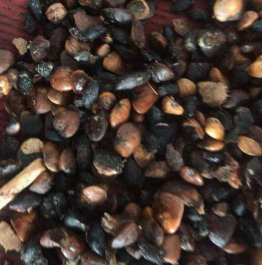 深山含笑種子- 深山含笑小苗-40-60-80-100公分高 深山含笑基地，廠家批發(fā)價(jià)格報(bào)價(jià)供應(yīng)商