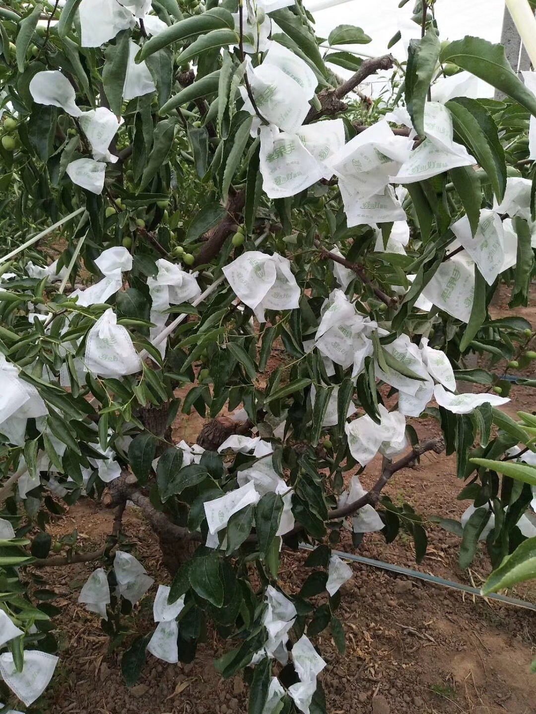 大荔冬棗套袋成為網(wǎng)紅水果熱捧
