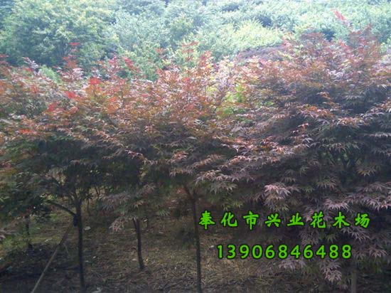 寧波現(xiàn)貨供應(yīng)*紅楓批發(fā)_*惠量大更實(shí)惠_寧波專業(yè)培植紅楓基地