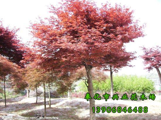 寧波現(xiàn)貨供應(yīng)*紅楓批發(fā)_*惠量大更實(shí)惠_寧波專業(yè)培植紅楓基地