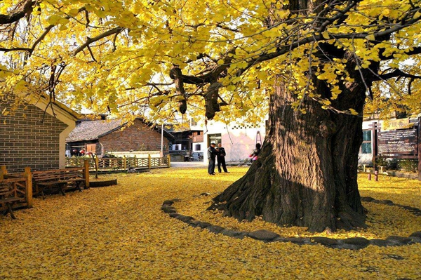 江蘇銀杏樹選購(gòu)