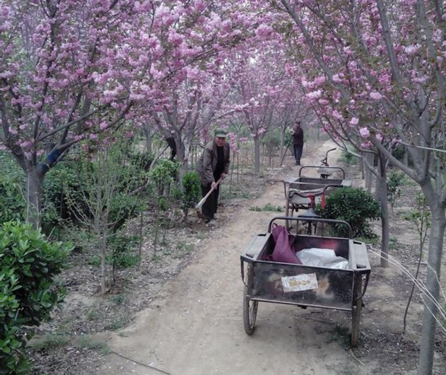 泰安市櫻花樹(shù)苗培育基地