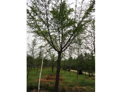 邳州嫁接銀杏樹*選擇