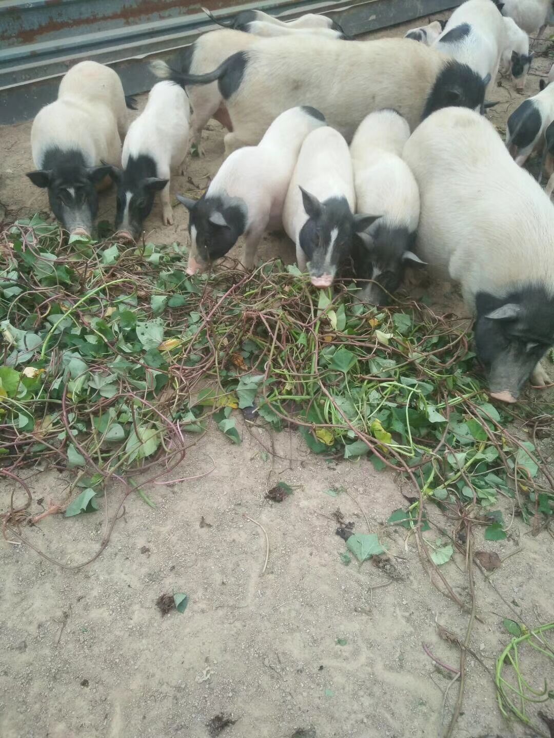 巴馬*基地*巴馬*苗批發(fā)*產(chǎn)地種植