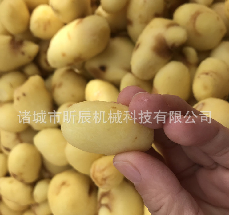 毛輥清洗去皮機(jī) 土豆蘿卜姜去皮去泥機(jī) 果蔬清洗機(jī) 毛輥清洗去皮機(jī) 土豆蘿卜姜去皮機(jī)