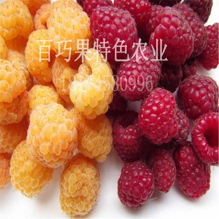 藥材掌葉覆盆子苗