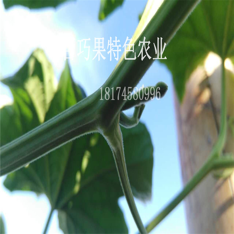 奇瓜異果香如蜜種植致富項目