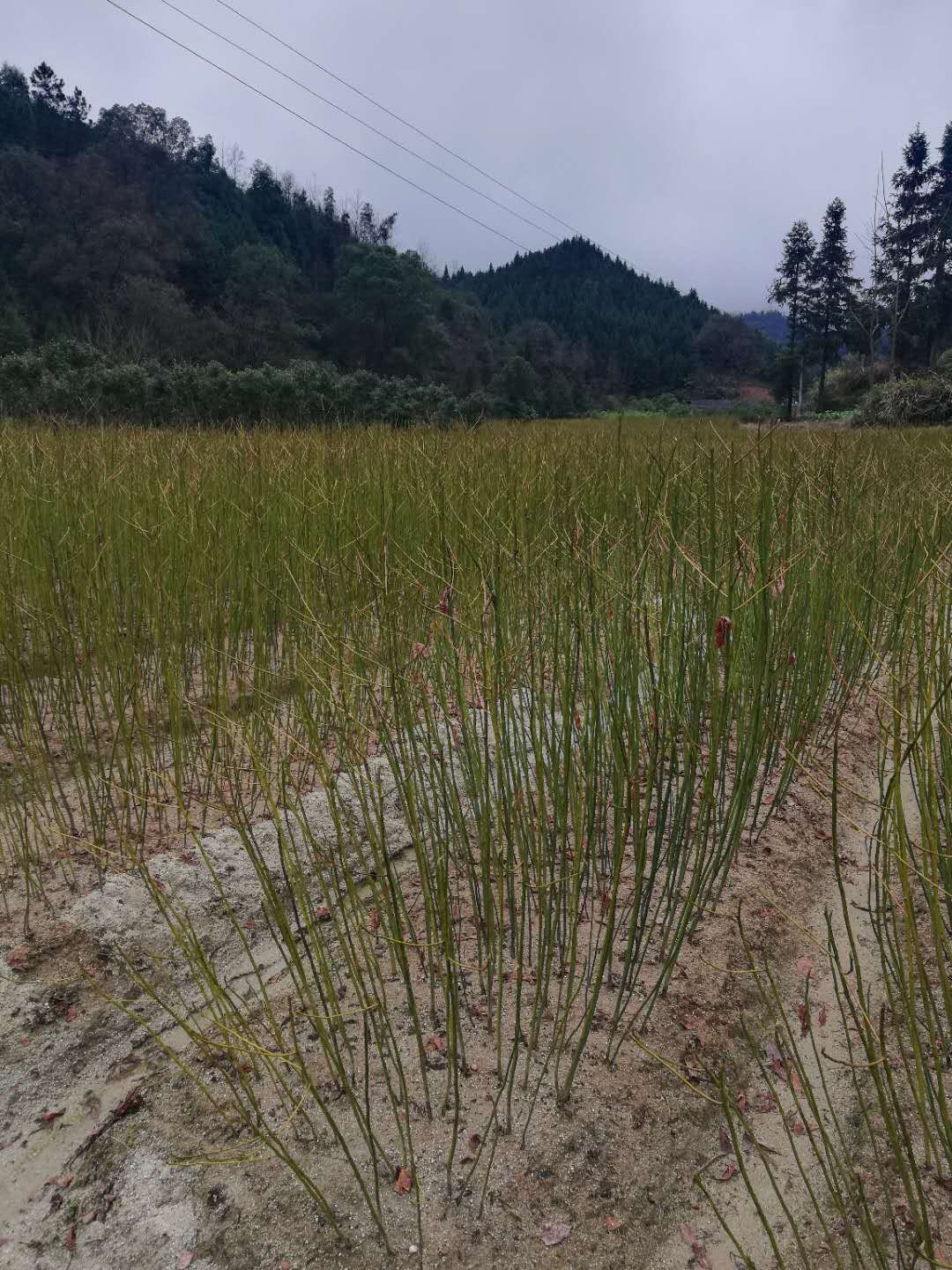供應(yīng)江西檫樹小苗