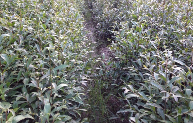 杜英小苗的特性