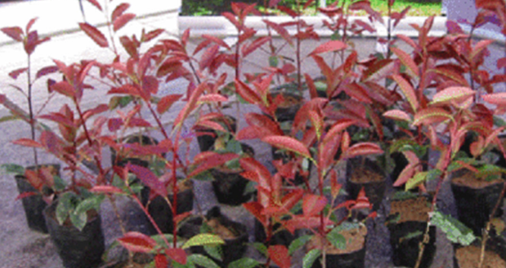 江西紅葉石楠杯苗批發(fā)