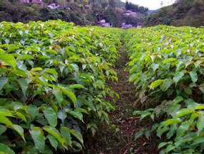 江西產(chǎn)家直銷重陽(yáng)木小苗