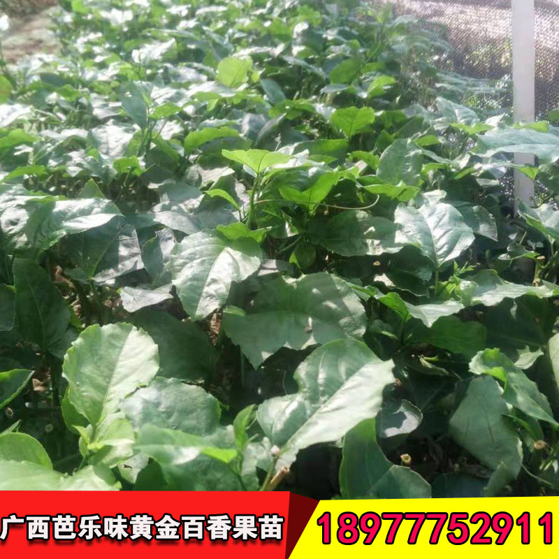 廣西黃金百香果苗 廣西芭樂(lè)味黃金百香果苗 廣西百香果樹(shù)苗基地