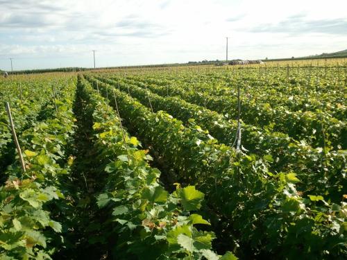 葡萄苗，葡萄苗價格，葡萄苗批發(fā)，葡萄苗供應商，批發(fā)葡萄苗