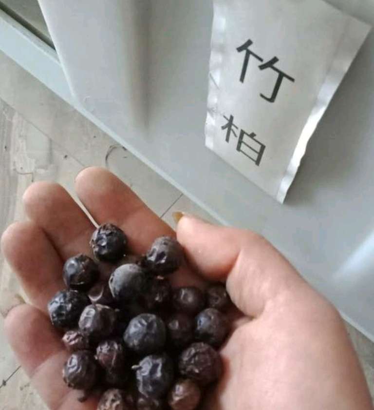 竹柏 -竹柏種子-竹柏小苗-50-100公分高竹柏基地，公司批發(fā)價格報價供應(yīng)商
