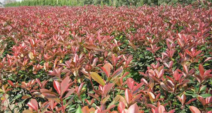 江西紅葉石楠杯苗批發(fā)