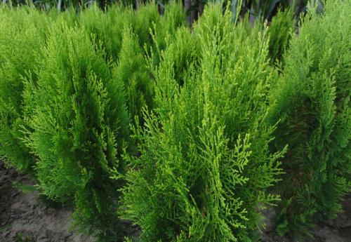 側(cè)柏，側(cè)柏價(jià)格，側(cè)柏小苗，優(yōu)質(zhì)側(cè)柏苗，側(cè)柏批發(fā)，側(cè)柏供應(yīng)商