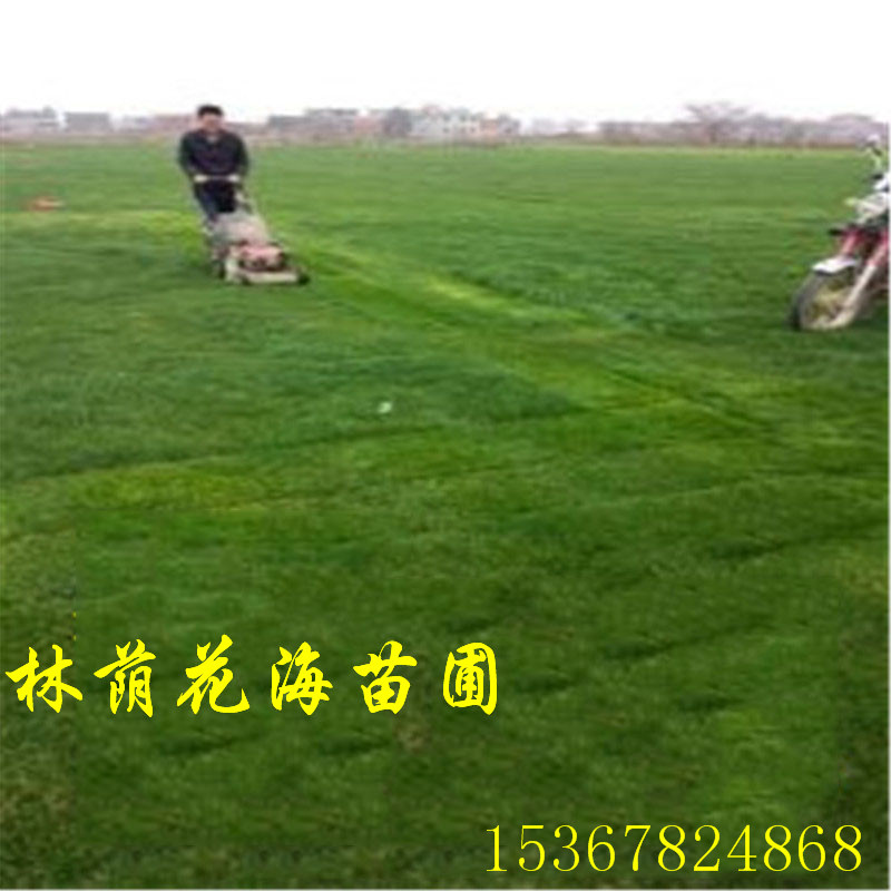 基地直銷馬尼拉草坪 馬尼拉草皮 耐寒耐踏 庭院別墅綠化 四季常青