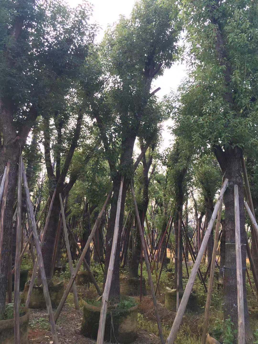 供應(yīng)天竺桂\天竺桂批發(fā)商\天竺桂廠家\廣東天竺桂種苗  天竺桂