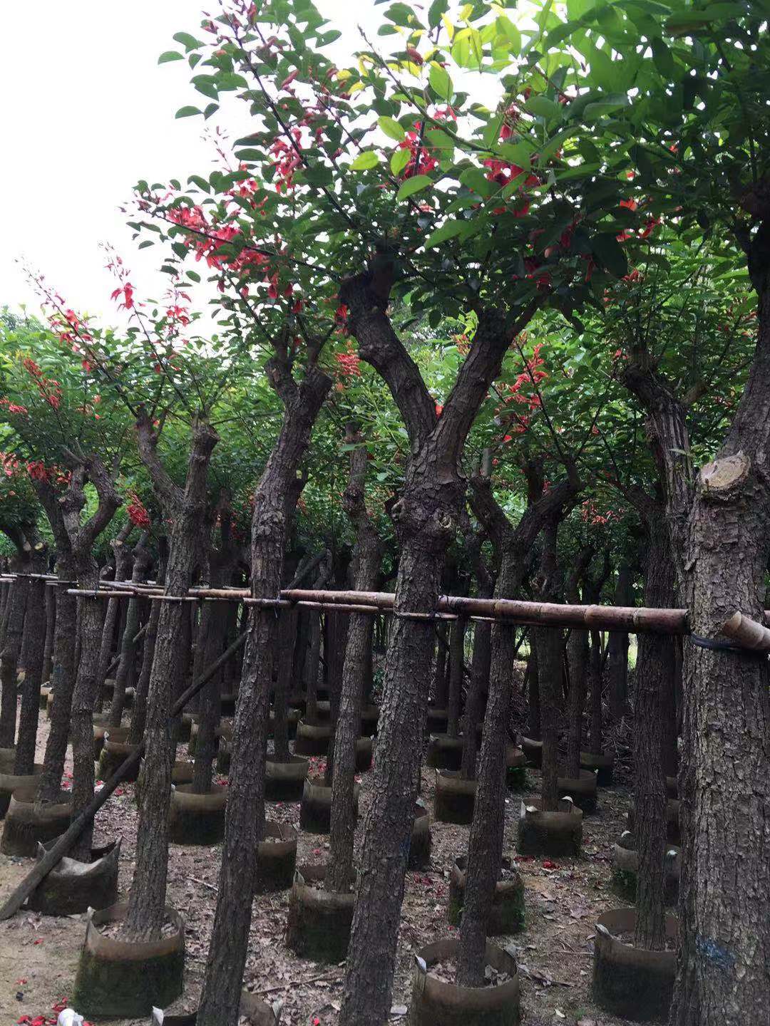 揭陽(yáng)大葉紫薇\揭陽(yáng)大葉紫薇批發(fā)\揭陽(yáng)大葉紫薇基地\大葉紫薇廠家直銷