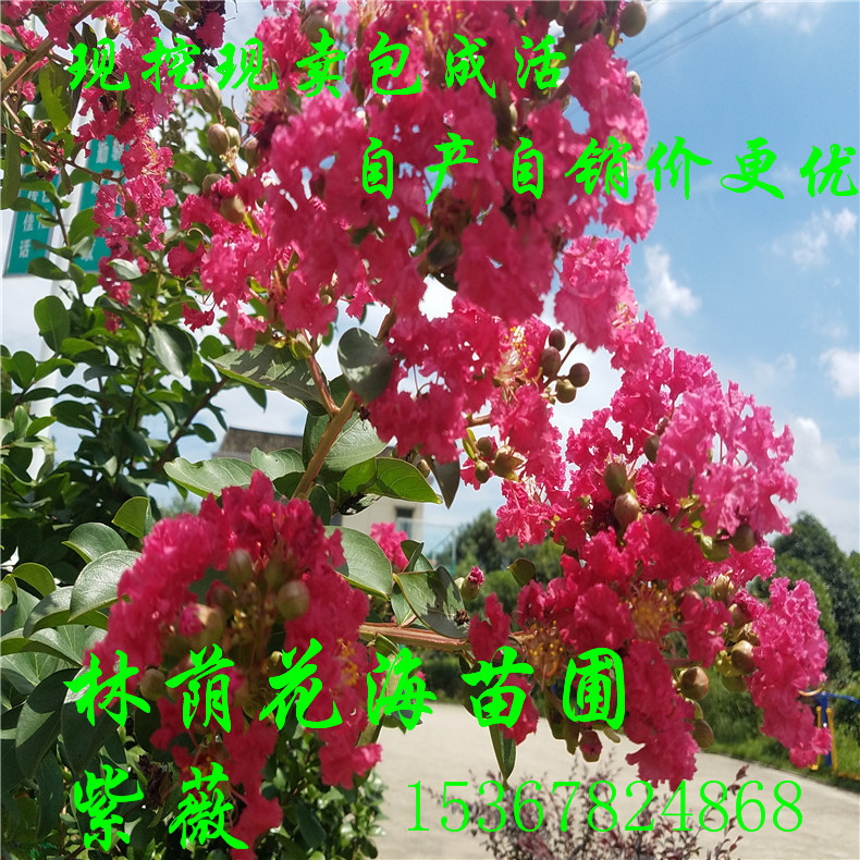 批發(fā)綠化觀花喬木工程行道樹紫薇 紫薇花苗價格 庭院別墅用紫薇樹