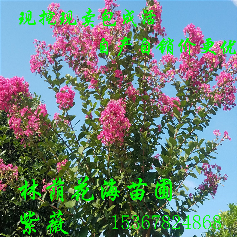 批發(fā)綠化觀花喬木工程行道樹紫薇 紫薇花苗價格 庭院別墅用紫薇樹