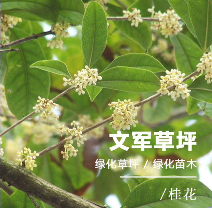 桂花樹，桂花樹供貨商，桂花樹種植基地，桂花樹基地直銷，桂花樹種植，句容市桂花樹直銷，桂花樹苗木基地，桂花樹批發(fā)價(jià)格