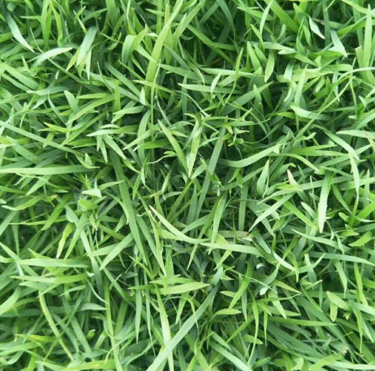 馬尼拉草坪，馬尼拉草坪基地，馬尼拉草坪報(bào)價(jià)，江蘇馬尼拉草坪，馬尼拉草坪種植，馬尼拉草坪廠家，馬尼拉草坪直銷(xiāo)