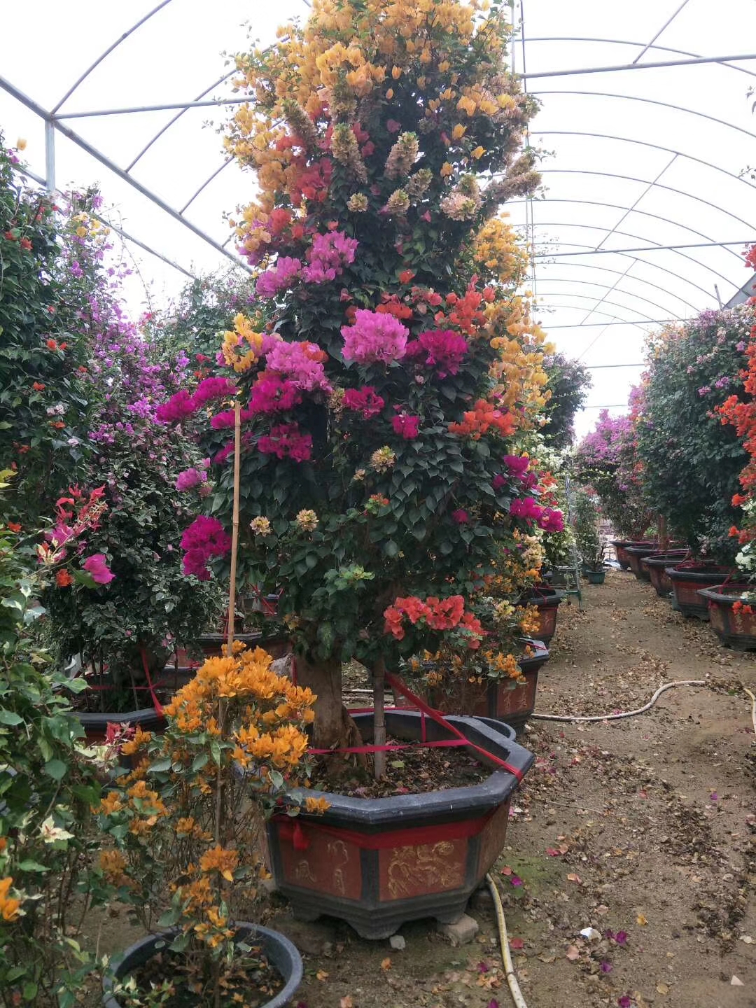 漳州嫁接三角梅盆栽批發(fā)商直銷價格/種植基地