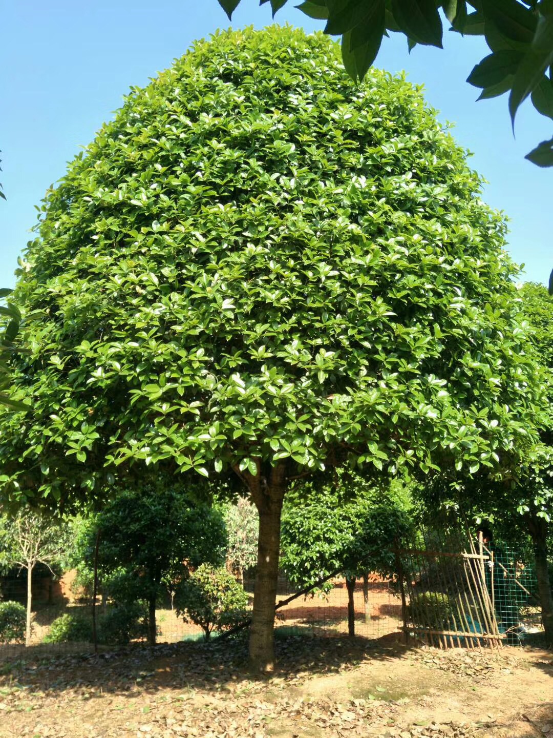 永州桂花樹(shù)種植基地