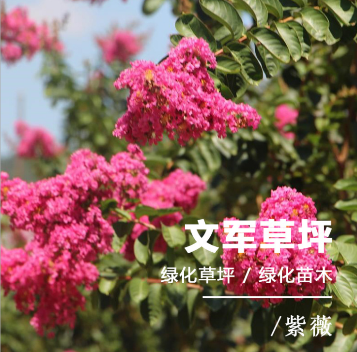 紫薇苗，叢生紫薇，紫薇樹苗，紫薇苗木基地，江蘇紫薇直銷，紫薇苗報(bào)價(jià)，紫薇苗基地直銷，鎮(zhèn)江市紫薇苗基地
