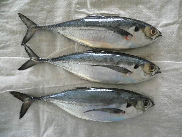 智利海鮮進(jìn)口報(bào)關(guān)代理