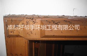 供應(yīng)樂山除白蟻公司、夾江除白蟻公司、五通橋除白蟻公司