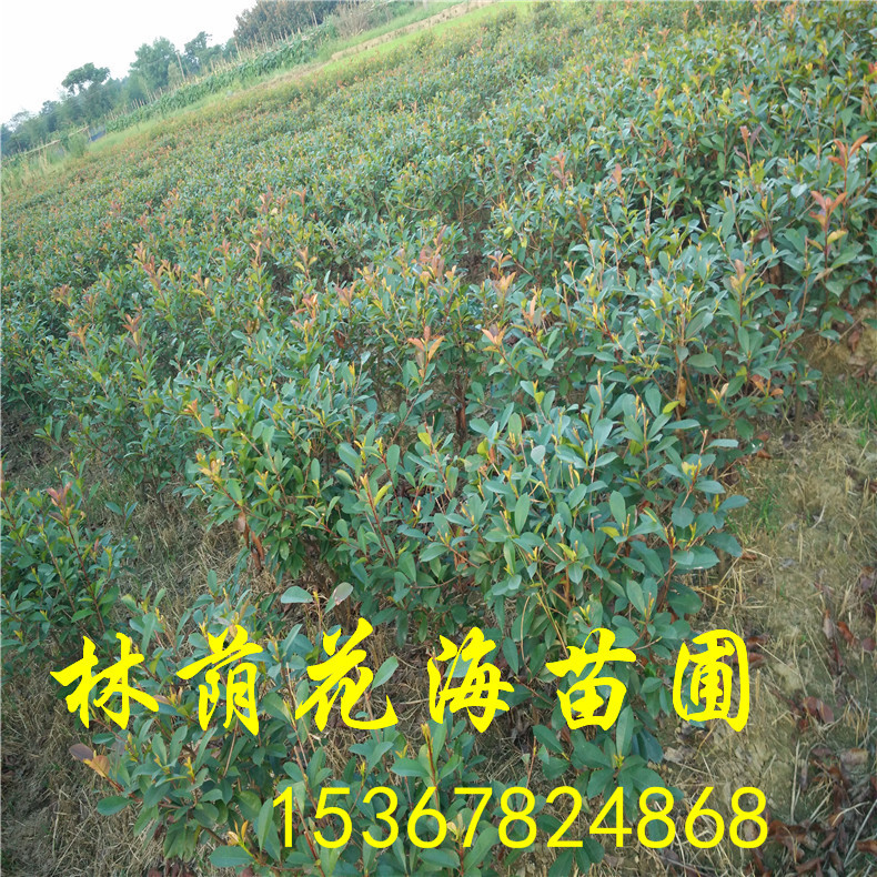 基地*批發(fā)常綠色塊苗彩葉灌木紅葉石楠球規(guī)格齊全 廠家直銷彩葉樹紅葉石楠苗