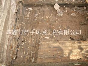 供應(yīng)內(nèi)江白蟻防治公司、隆昌白蟻防治公司、威遠白蟻防治公司