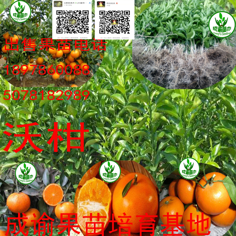 沃柑/無核沃柑/ 沃柑/無核沃柑/沃柑苗/沃柑種苗/柑橘苗沃柑
