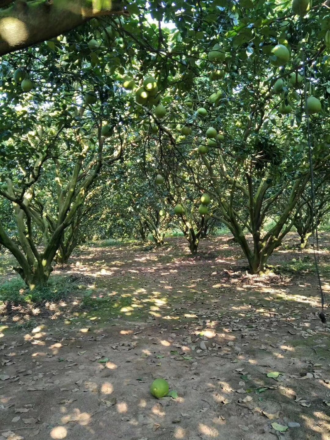 香櫞香泡供應(yīng)