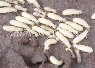 供應樂山滅飛螞蟻公司、樂山白蟻防治公司、樂山滅白蟻公司