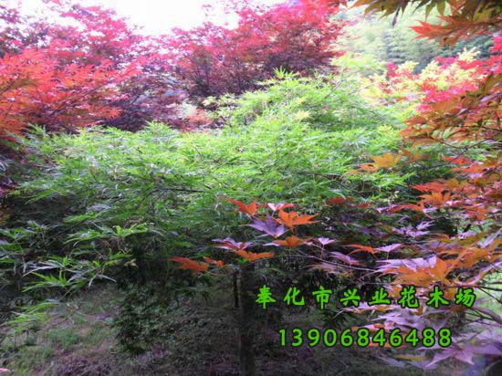 寧波市桂花種植基地-羽毛楓-塔楓-雞爪槭-奉化市溪口興業(yè)花木場-*7套櫻花栽培 羽毛楓