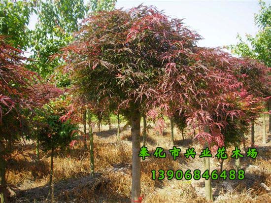 寧波市桂花種植基地-羽毛楓-塔楓-雞爪槭-奉化市溪口興業(yè)花木場-*7套櫻花栽培 羽毛楓