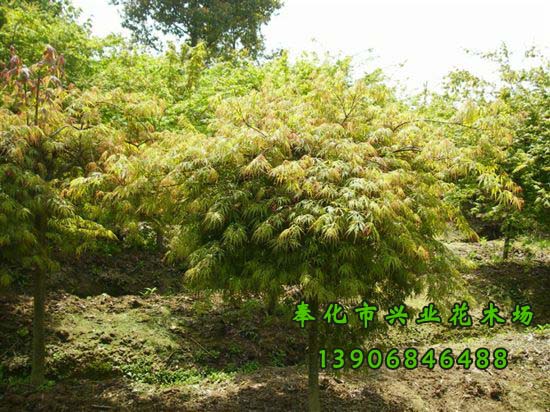 寧波市桂花種植基地-羽毛楓-塔楓-雞爪槭-奉化市溪口興業(yè)花木場-*7套櫻花栽培 羽毛楓