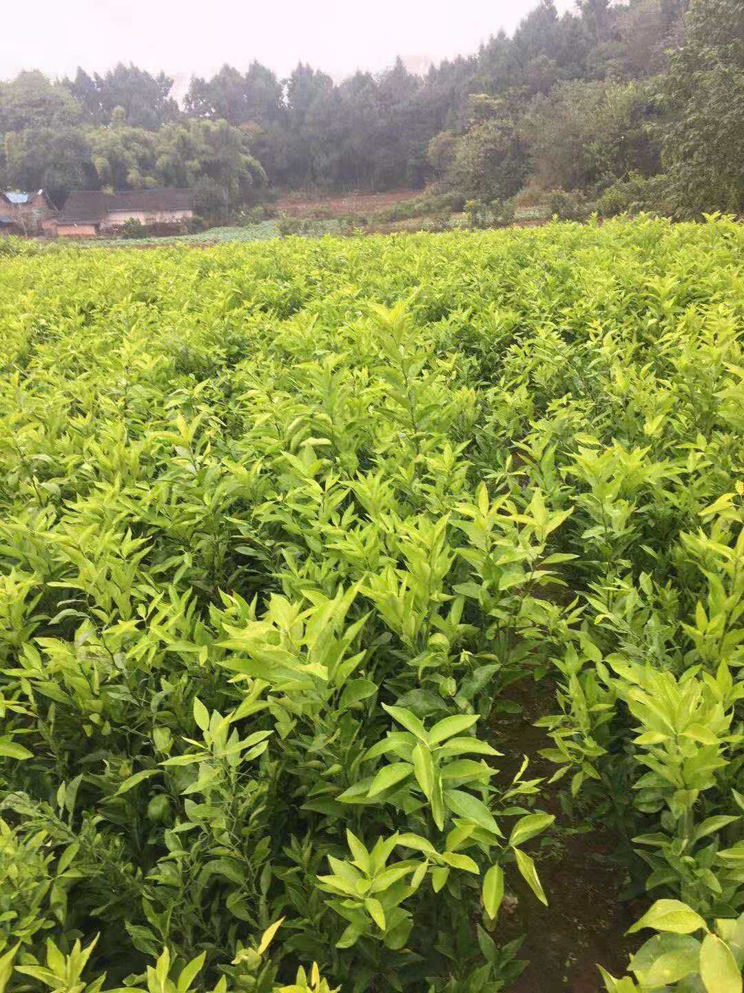 桔子樹(shù)苗 成都橘子苗批發(fā)價(jià)格 丑八怪橘子苗