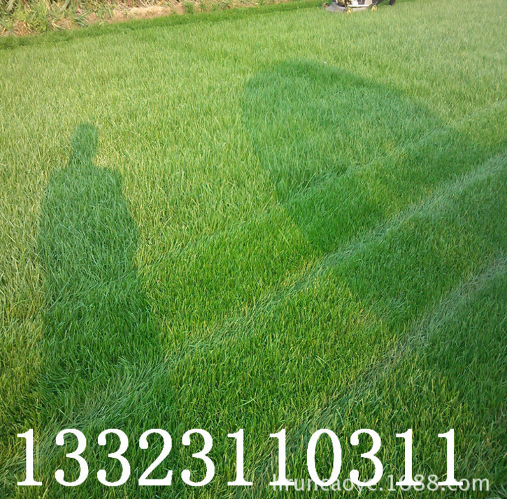 河北草坪基地 石家莊草坪基地 欒城草坪基地 果嶺草坪基地 混播草坪批發(fā) 狗牙根草坪 黑麥草平批發(fā) 四季青草坪 足球場草坪